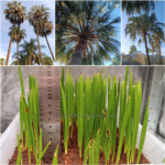 Livistona Decora Seedlings (Weeping Cabbage Palm)