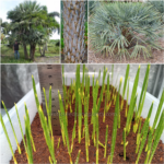 Copernicia Alba Seedlings (Caranday Palm)